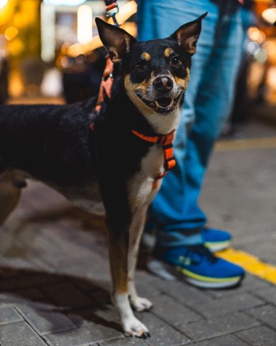 Cachorro de coleira laranja no encontro do clube
